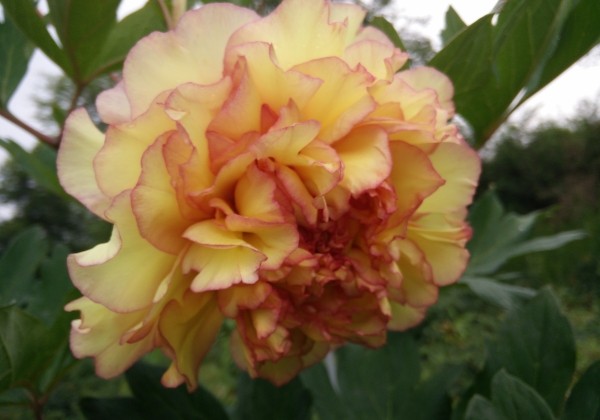 Paeonia lutea Souvenir de Maxime Cornu (Gin Ge)