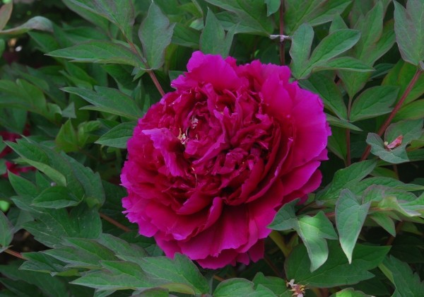 Paeonia suffruticosa Black Dragon (Wu Long Peng Sheng)