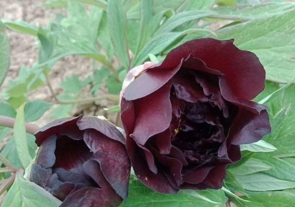 Paeonia suffruticosa Black Panther (Hei Bao)