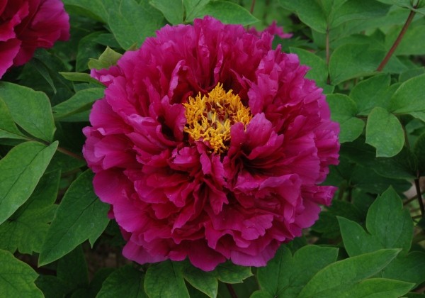 Paeonia suffruticosa Blossom (Luo Yang Hong)
