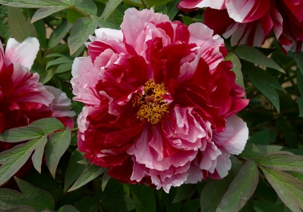 Paeonia suffruticosa Camouflage (Dao Jin)
