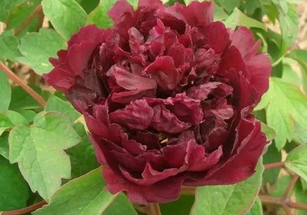 Paeonia suffruticosa Champion Black Jade (Guan Shi Moyu)