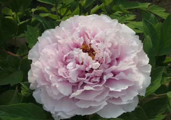 Paeonia suffruticosa Charming Sights after Rain (Yu Hou Feng Guang)