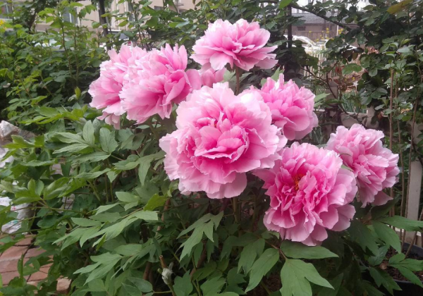 Paeonia suffruticosa Cotton Candy (Hua Jing)