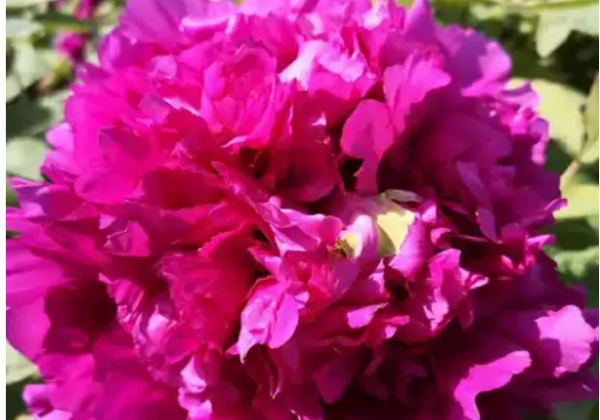 Paeonia suffruticosa Flying Prince (Fei Yan Ling Kong)