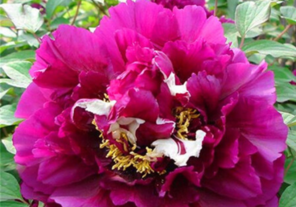 Paeonia suffruticosa Fragrant Champion (Guan Qun Fang)