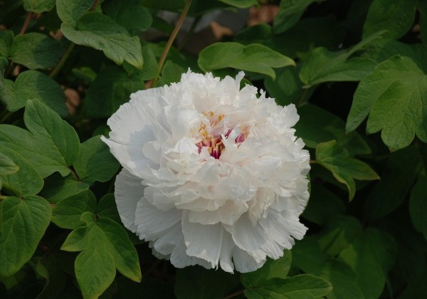 Paeonia suffruticosa Fragrant Jade (Xiang Yu)
