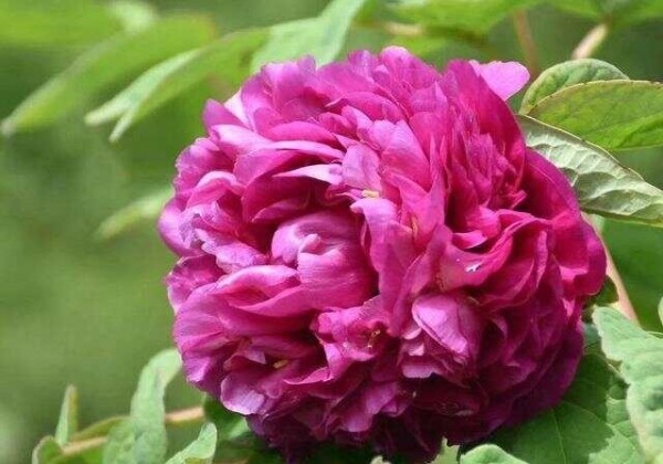 Paeonia suffruticosa Garnet-Red Light on the Desk (Shou An Hong)