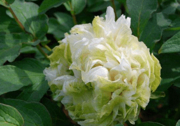 Paeonia suffruticosa Green Jade (Lu Mu Yin Yu)
