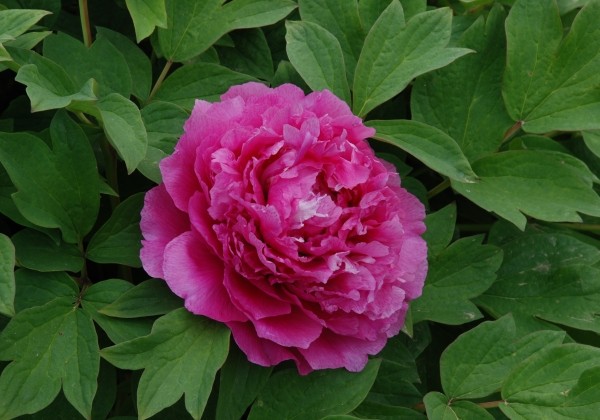 Paeonia suffruticosa Heze Red (Lu He Hong)