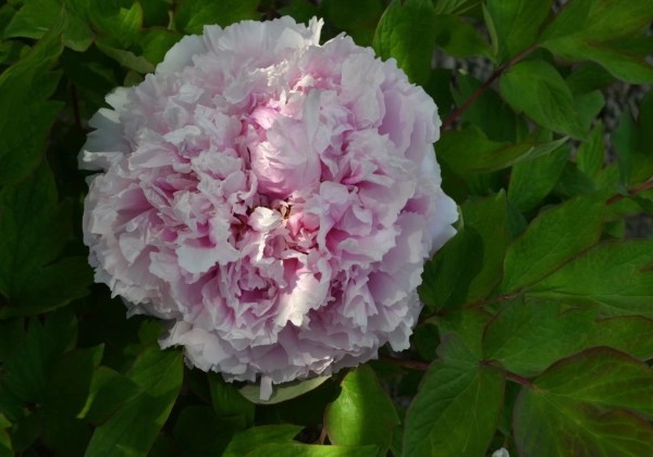 Paeonia suffruticosa Like a Girl (Ru Hua Si Yu)