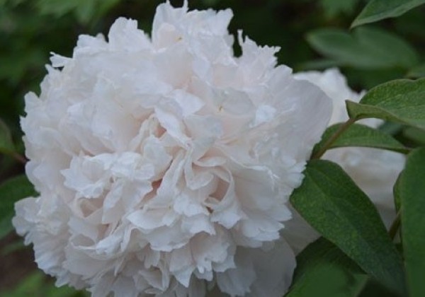 Paeonia suffruticosa Luster of Jade (Jing Yu)