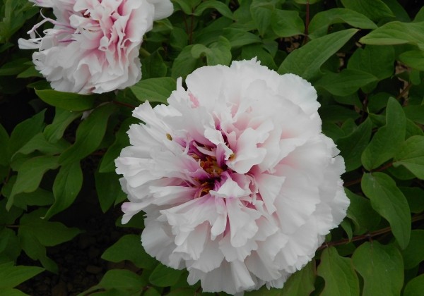 Paeonia suffruticosa Peachy Snow (Xue Ying Tao Hua)