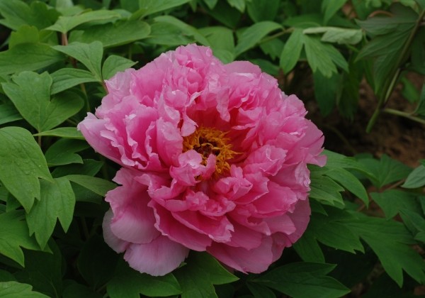 Paeonia suffruticosa Pink Waterlily (Rou Fu Rong)