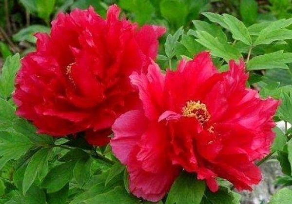 Paeonia suffruticosa Red Lotus (Fang Ji)