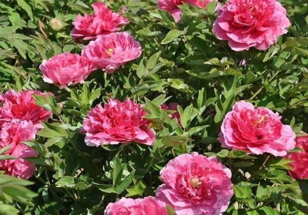 Paeonia suffruticosa Red Welcoming the Sun (Ying Ri Hong)