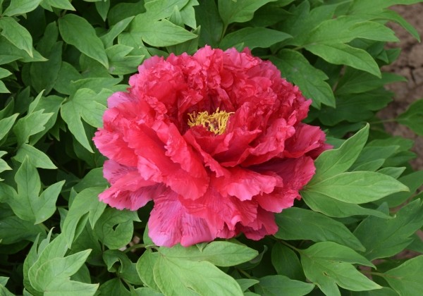 Paeonia suffruticosa Road Racer (Xu Gang)