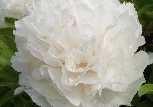 Paeonia suffruticosa Snow Tower (Xue Ta)