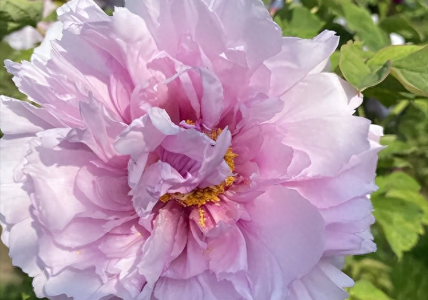 Paeonia suffruticosa Sunday (Qing Tian Fen)