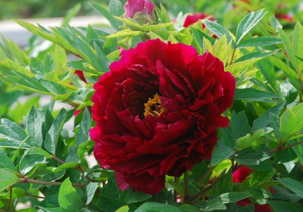 Paeonia suffruticosa The Best Inkstone (Mo Run Jue Lun)