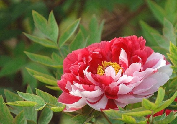 Paeonia suffruticosa Twin Beauty (Er Qiao)