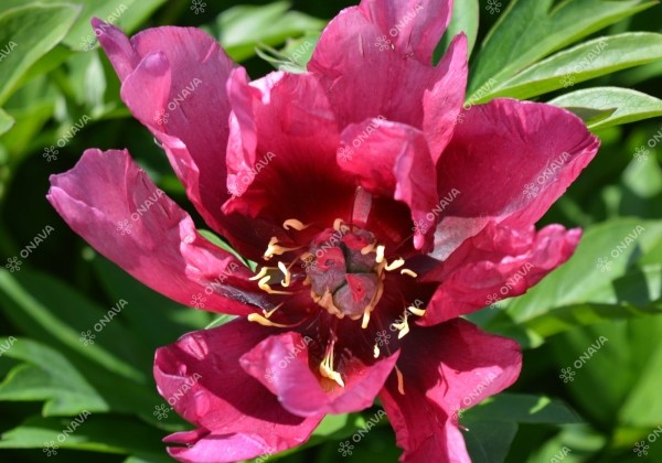 Paeonia intersectional Pink Ardour 5/+