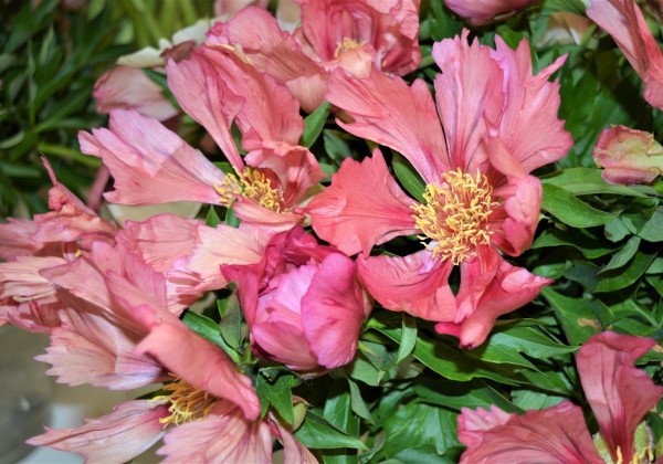 Paeonia intersectional Sonoma Kaleidoscope 5/+