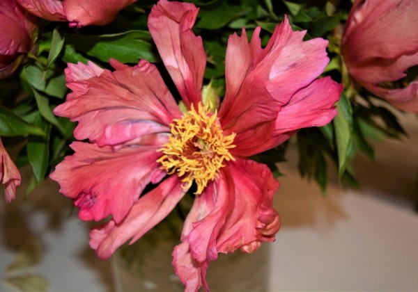 Paeonia intersectional Sonoma Kaleidoscope 3/5