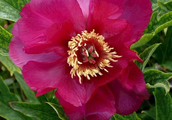Paeonia intersectional Sonoma by the Bay 3/5