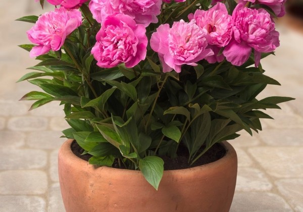 Paeonia (podu) Patio Peony Rome 3/5