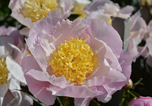 Paeonia hybride Garden Lace 2/3