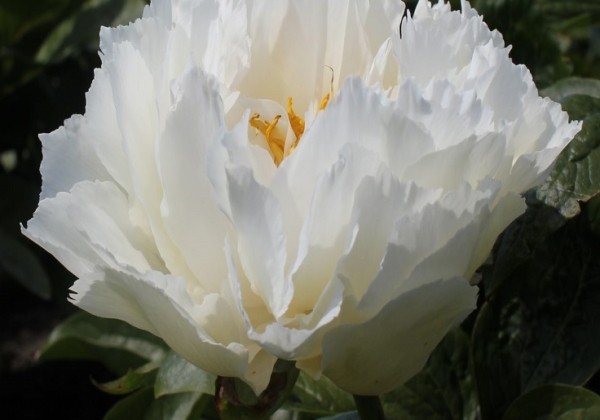 Paeonia hybride Grand Massive 3/5