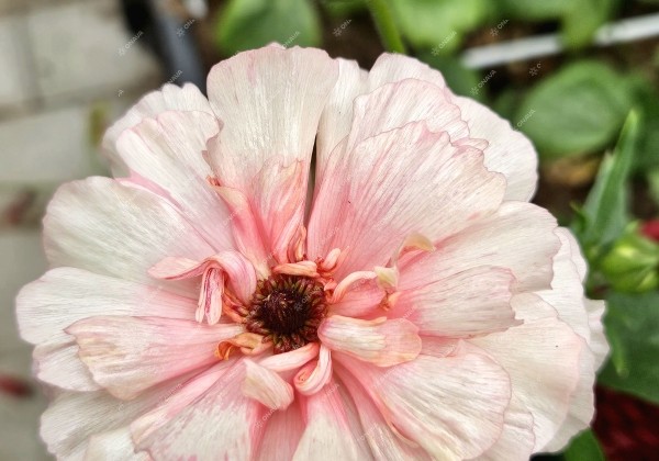 Ranunculus asiaticus Butterfly Ariadne