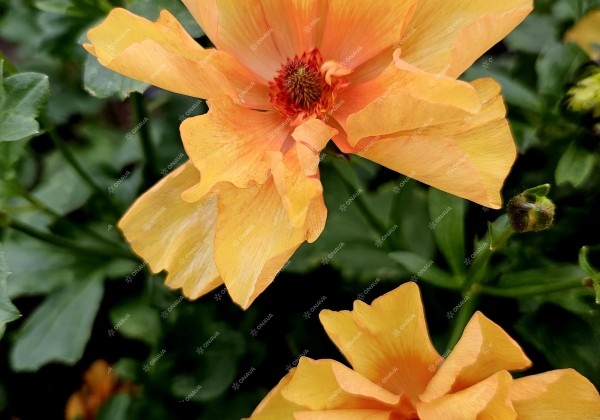 Ranunculus asiaticus Butterfly Charis