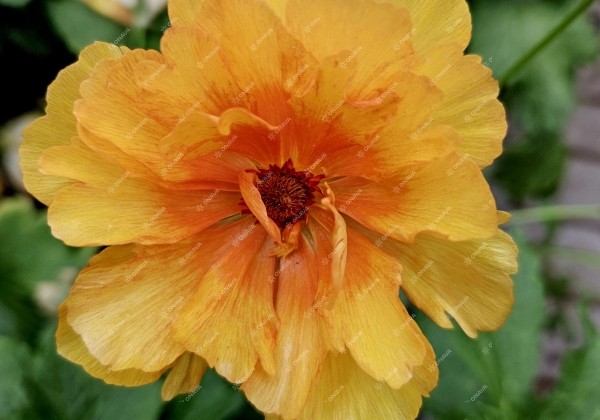 Ranunculus asiaticus Butterfly Charis