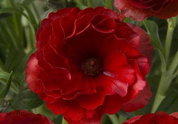 Ranunculus asiaticus Butterfly Hades