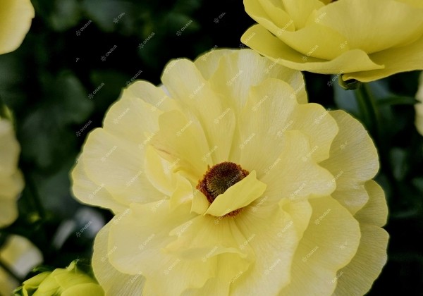 Ranunculus asiaticus Butterfly Helios