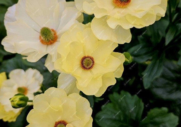 Ranunculus asiaticus Butterfly Helios