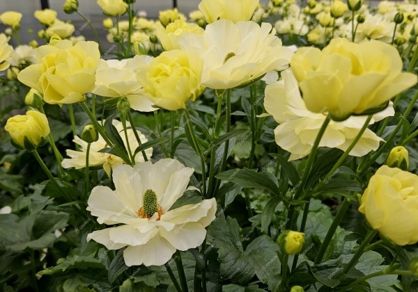 Ranunculus asiaticus Butterfly Helios