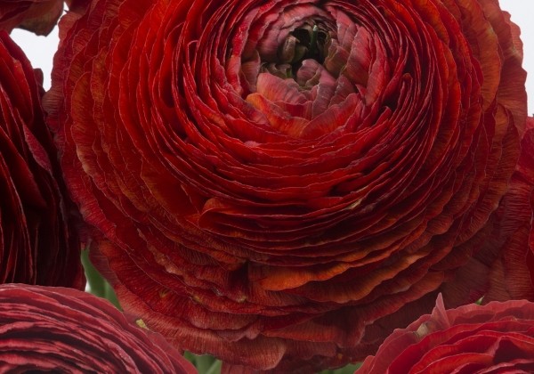 Ranunculus asiaticus Romance Get Lucky