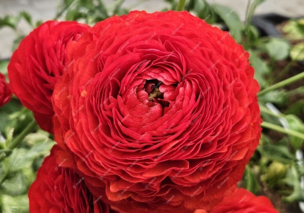 Ranunculus asiaticus Romance Get Lucky