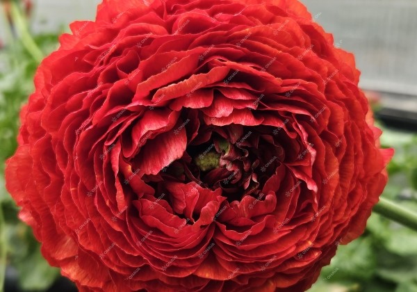 Ranunculus asiaticus Romance Get Lucky