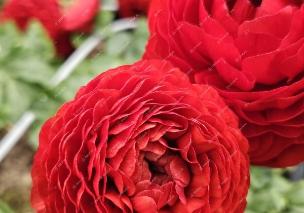 Ranunculus asiaticus Romance Get Lucky