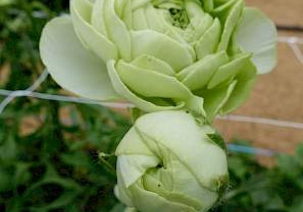 Ranunculus asiaticus Romance Grenoble