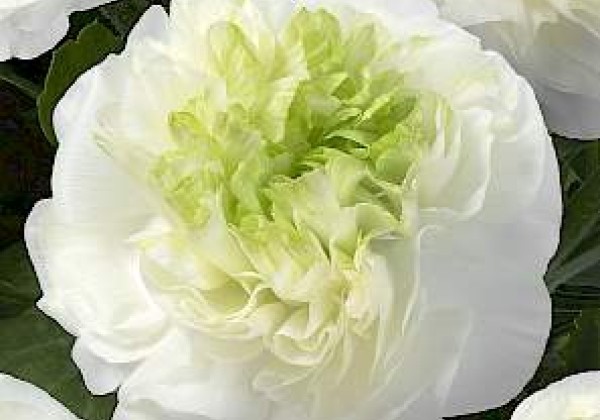 Ranunculus asiaticus Romance Grenoble