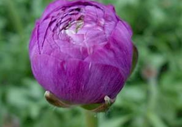 Ranunculus asiaticus Romance Loubeyres