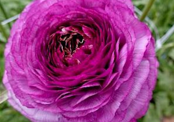 Ranunculus asiaticus Romance Loubeyres