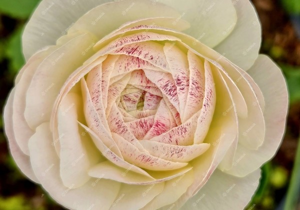 Ranunculus asiaticus Romance Maritime