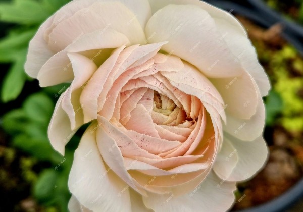 Ranunculus asiaticus Romance Maritime