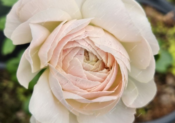 Ranunculus asiaticus Romance Maritime